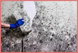 Coral Springs Restoration Company Coral Springs, FL 954-354-2061 - content-mold